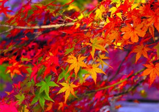 maple-wendy tour